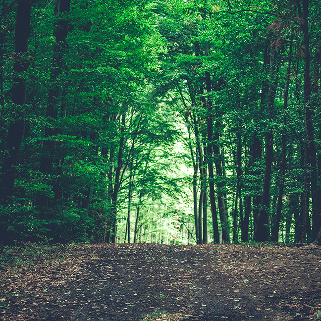green-forest